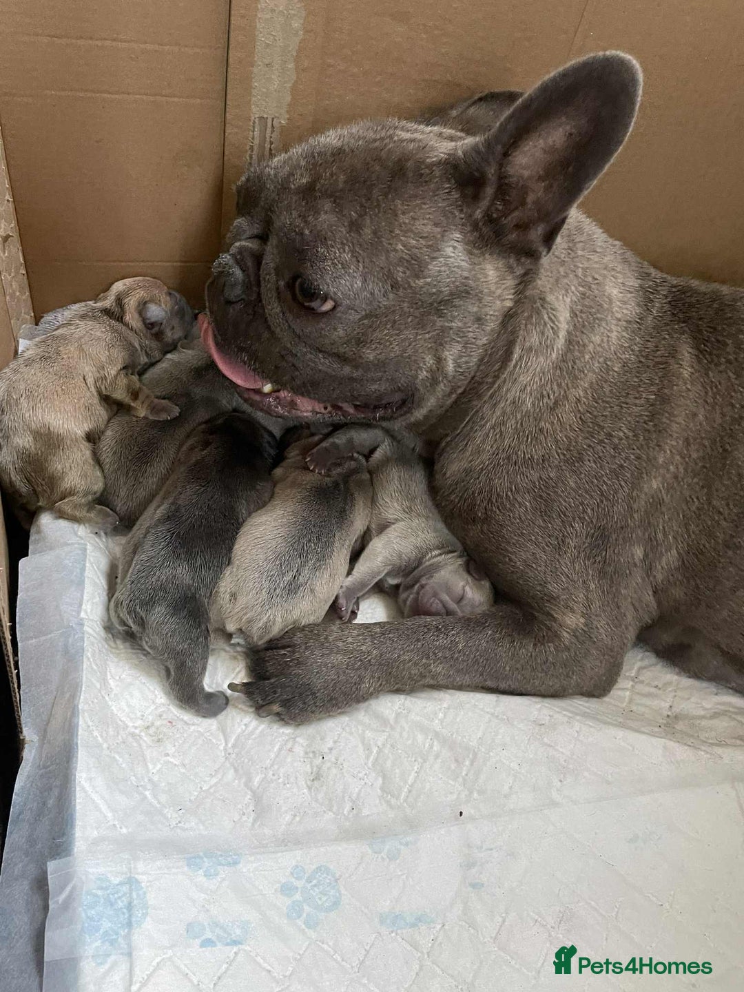 French Bulldog dogs for sale: French bulldog puppy’s  - Image 22