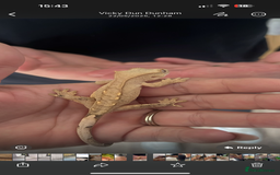 Gecko reptiles for sale: Gecko and full set up - Image 1