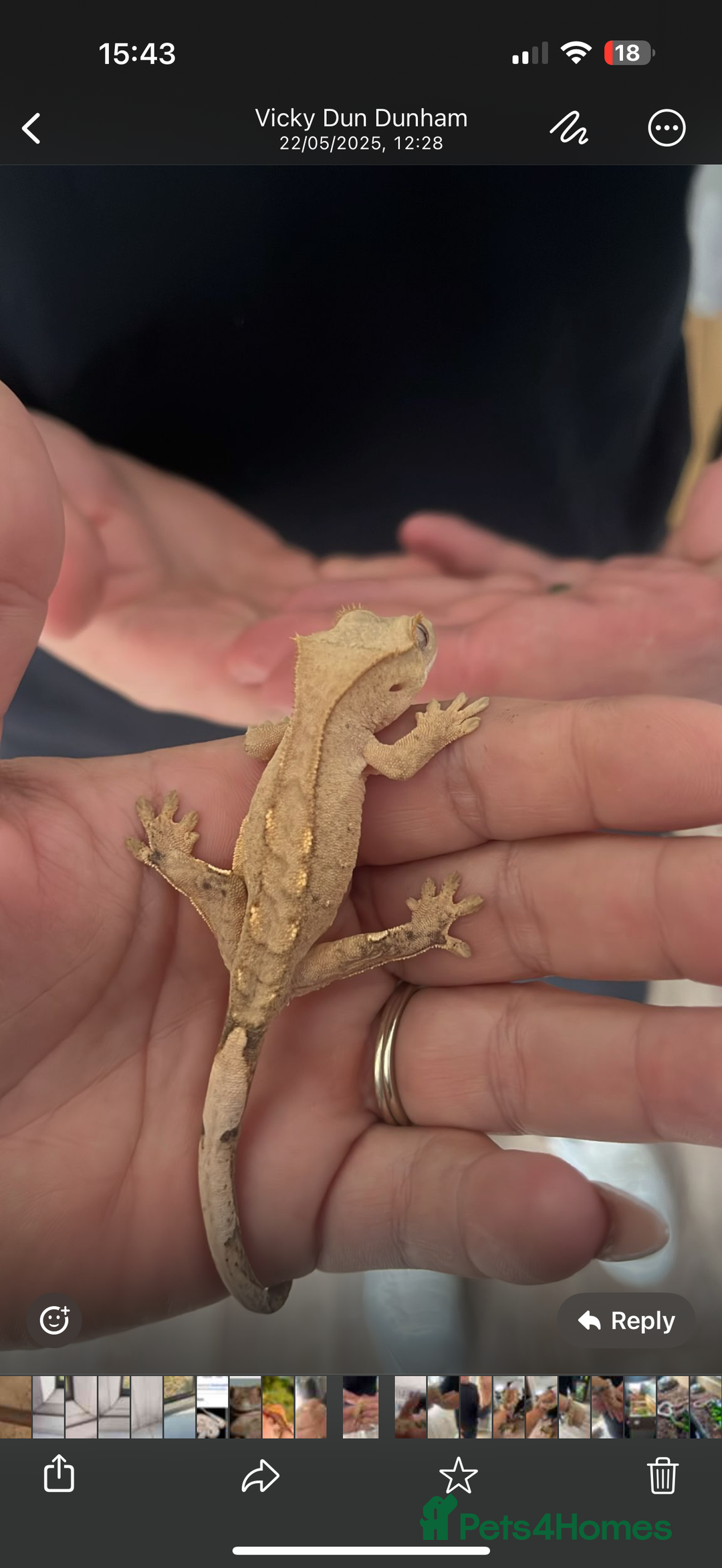 Gecko reptiles for sale: Gecko and full set up - Image 1