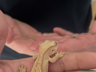 Gecko reptiles - Advert 1