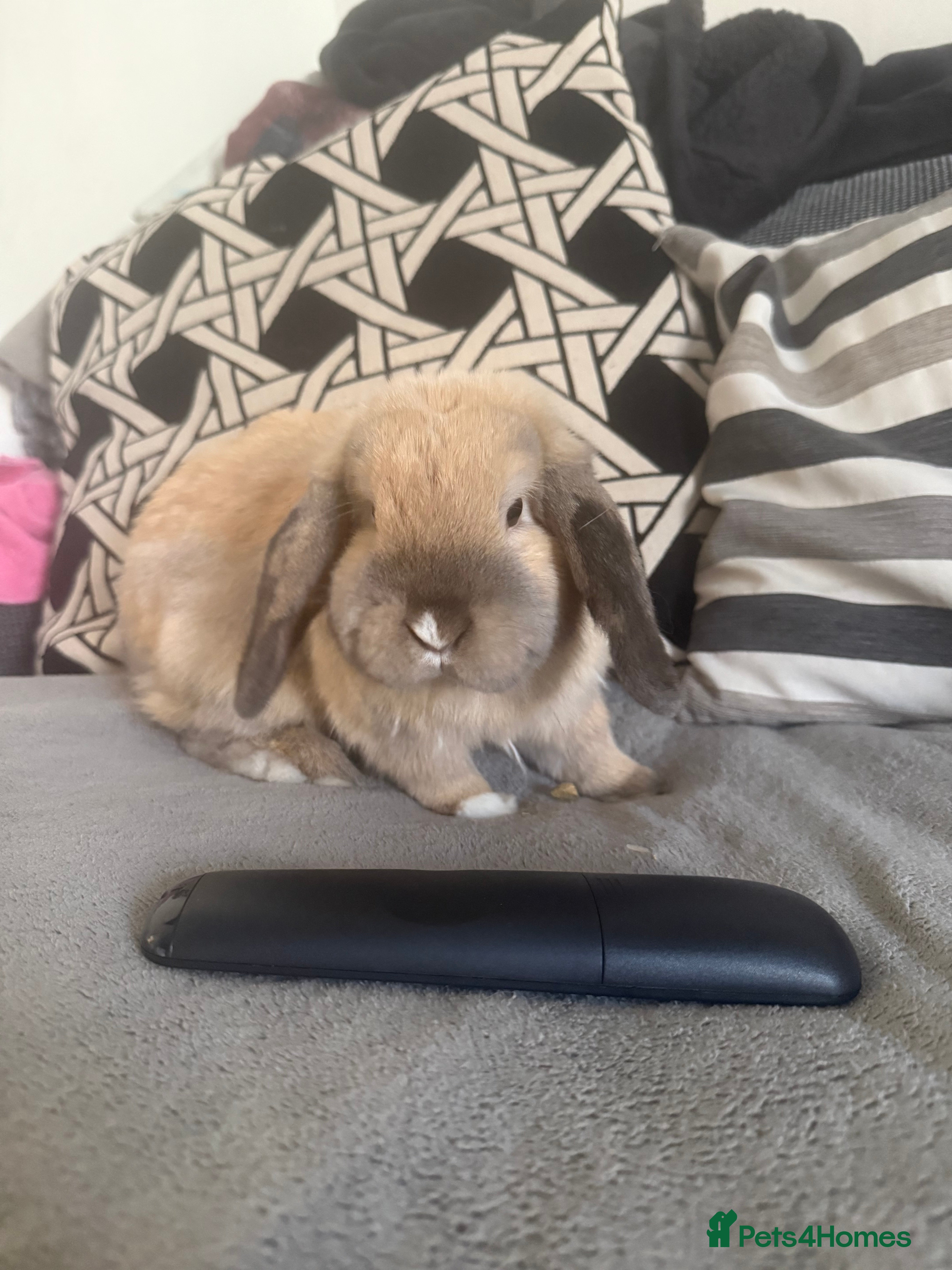 Cashmere Lop rabbits URGENTLY looking for a new home.  - Advert 3