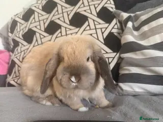 Cashmere Lop rabbits URGENTLY looking for a new home. - Advert 3