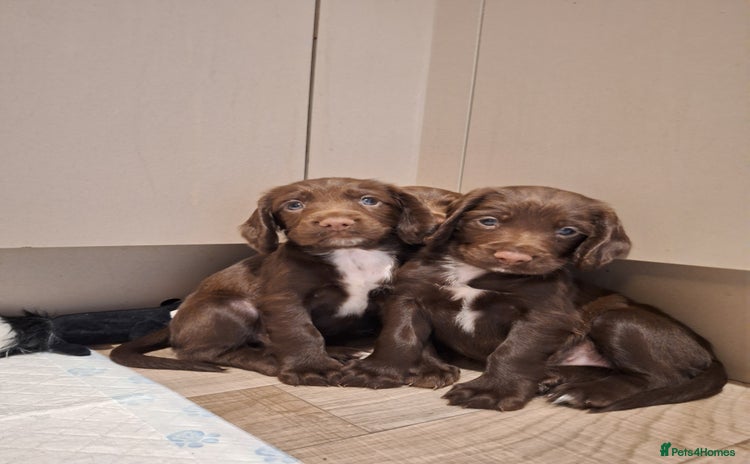 Sprocker dogs - Advert 6