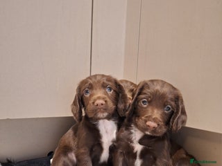 Sprocker dogs - Advert 7