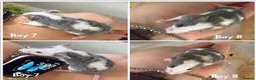 Mouse rodents for sale: BABY FANCY MICE FOR SALE - Advert 4