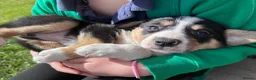 Mixed Breed dogs for sale: Beautiful tri colour border collie pups in Builth Wells - Advert 4