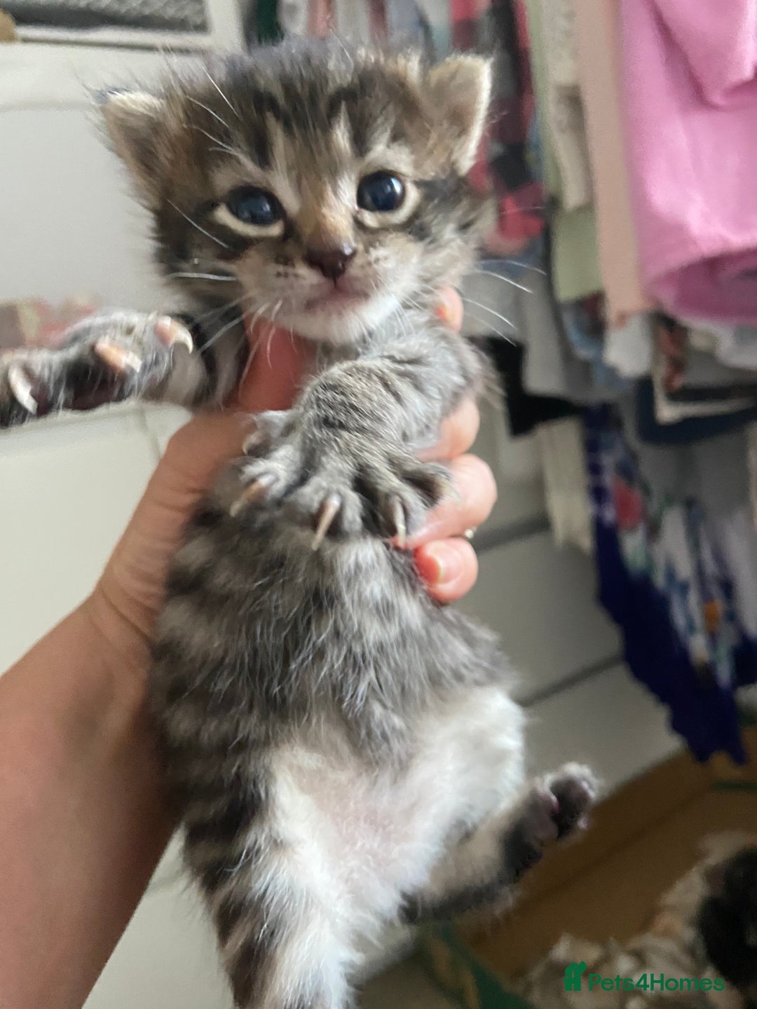 Mixed Breed cats for sale: Gorgeous tabby kittens (ONLY 1 LEFT) - Image 16