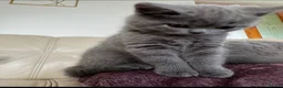 British Shorthair cats for sale: British shorthair kittens - Advert 8