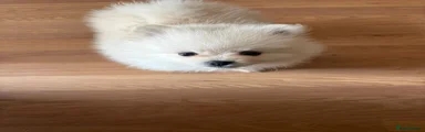 Pomeranian Puppy 1