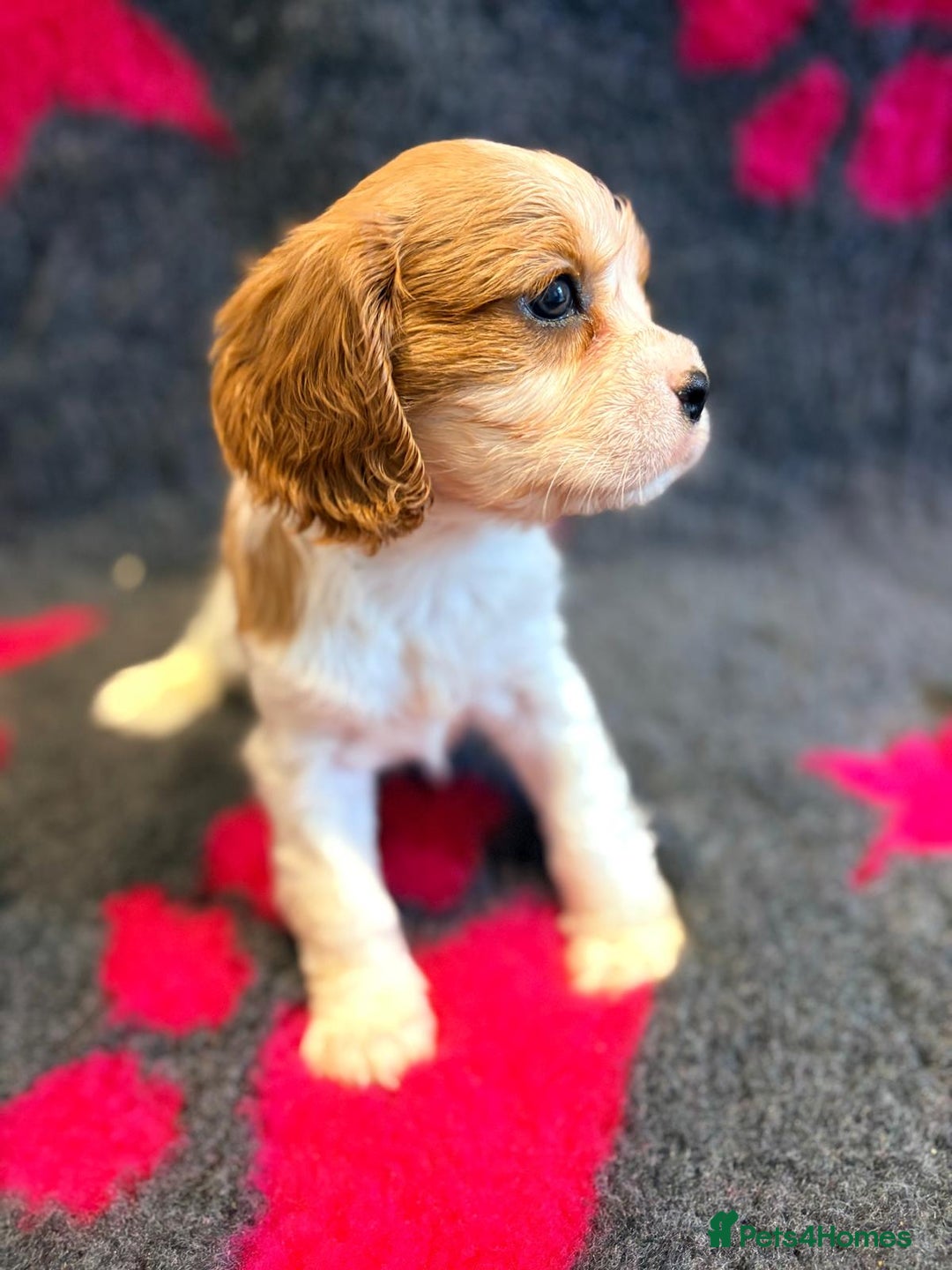 Cavalier King Charles Spaniel dogs for sale: Chocolate carriers kc  - Advert 7