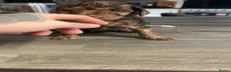 Cockapoo dogs for sale: F2 cockerpoo puppys - Advert 8