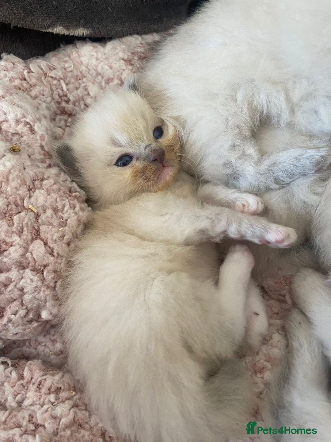 Ragdoll cats for sale: Beautiful Blue Point Ragdoll kittens - Image 3