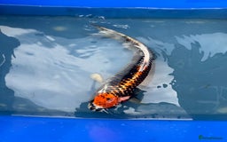 Koi Carp fish for sale: 1 x kujaku koi 1 x chagoi koi - Image 1