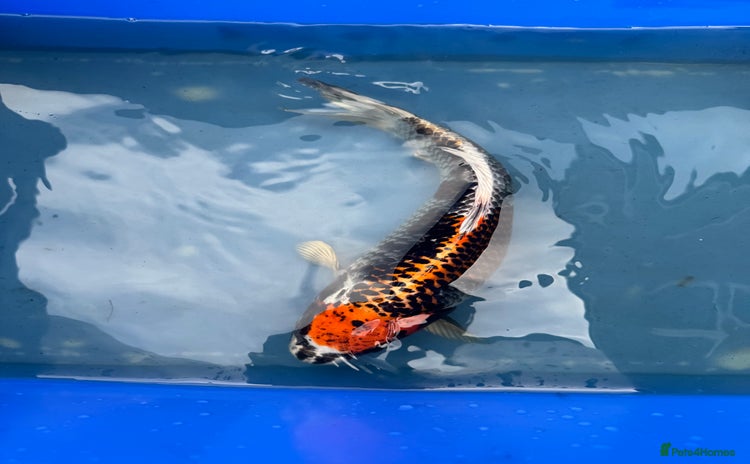 Koi Carp fish - Advert 1