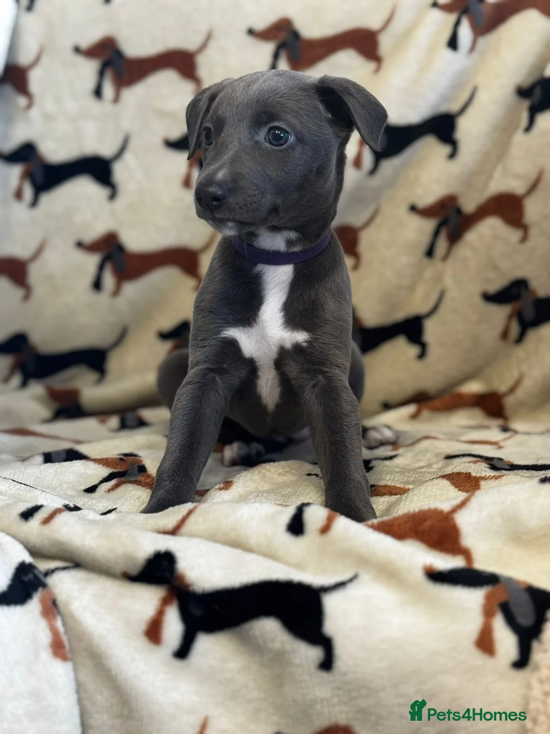 Whippet dogs for sale: Kennel club registered whippets  - Advert 29