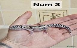 Leopard Gecko reptiles for sale: Blacknight macksnows and supersnows in tremper - Image 30