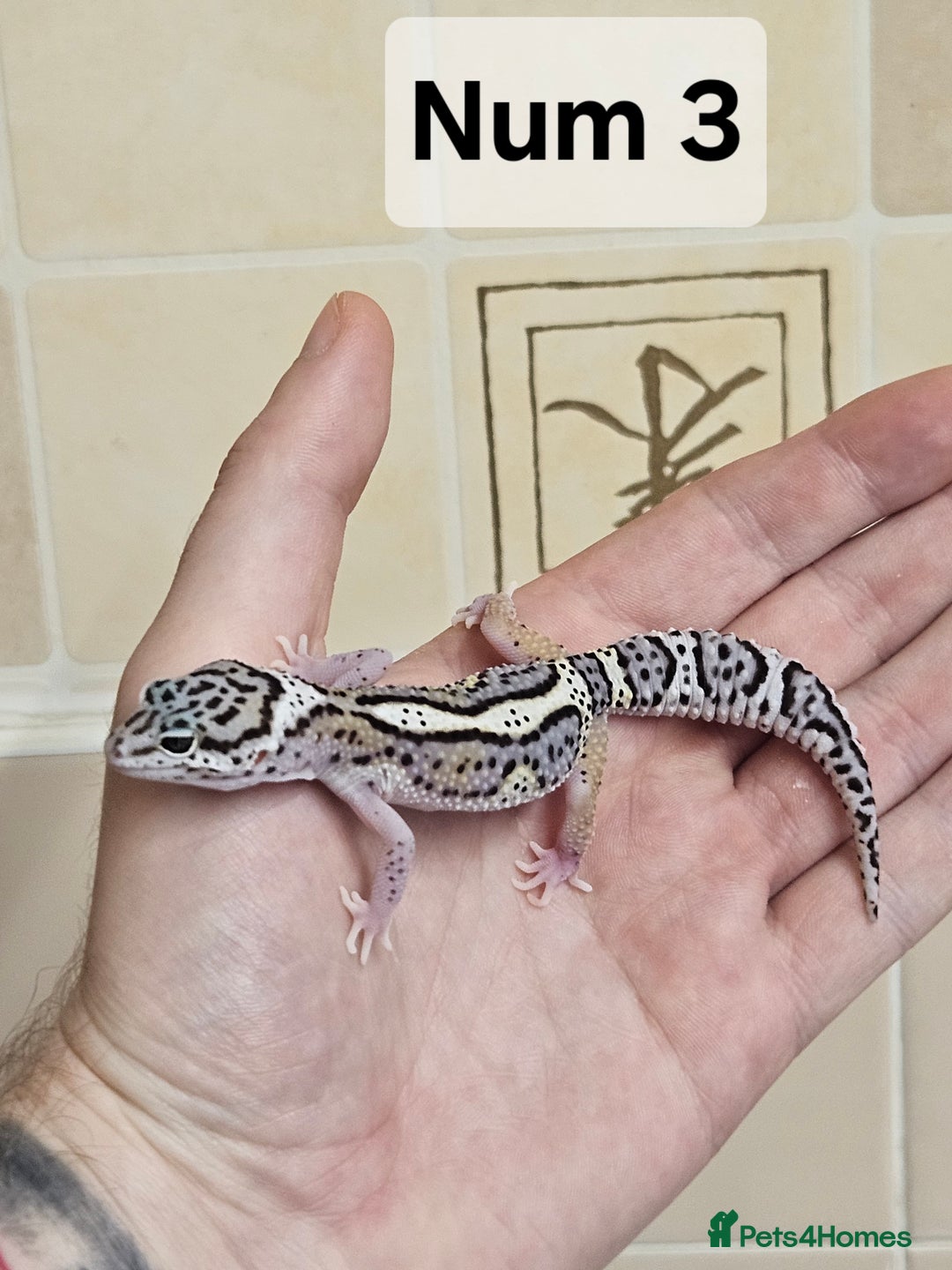 Leopard Gecko reptiles for sale: Blacknight macksnows and supersnows in tremper - Image 30