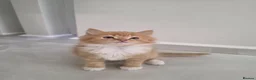 Persian cats for sale: Adorable Persian Cross Kittens Looking for home - Advert 6