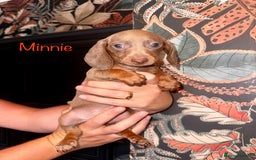 Miniature Dachshund dogs for sale: READY NOW MINI DACHSUND PUPS !!! - Image 1