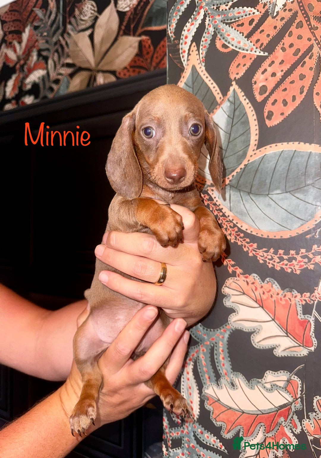 Miniature Dachshund dogs for sale: READY NOW MINI DACHSUND PUPS !!! - Image 1