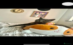 British Shorthair cats for sale: 5 kittens looking for a new home - Image 5