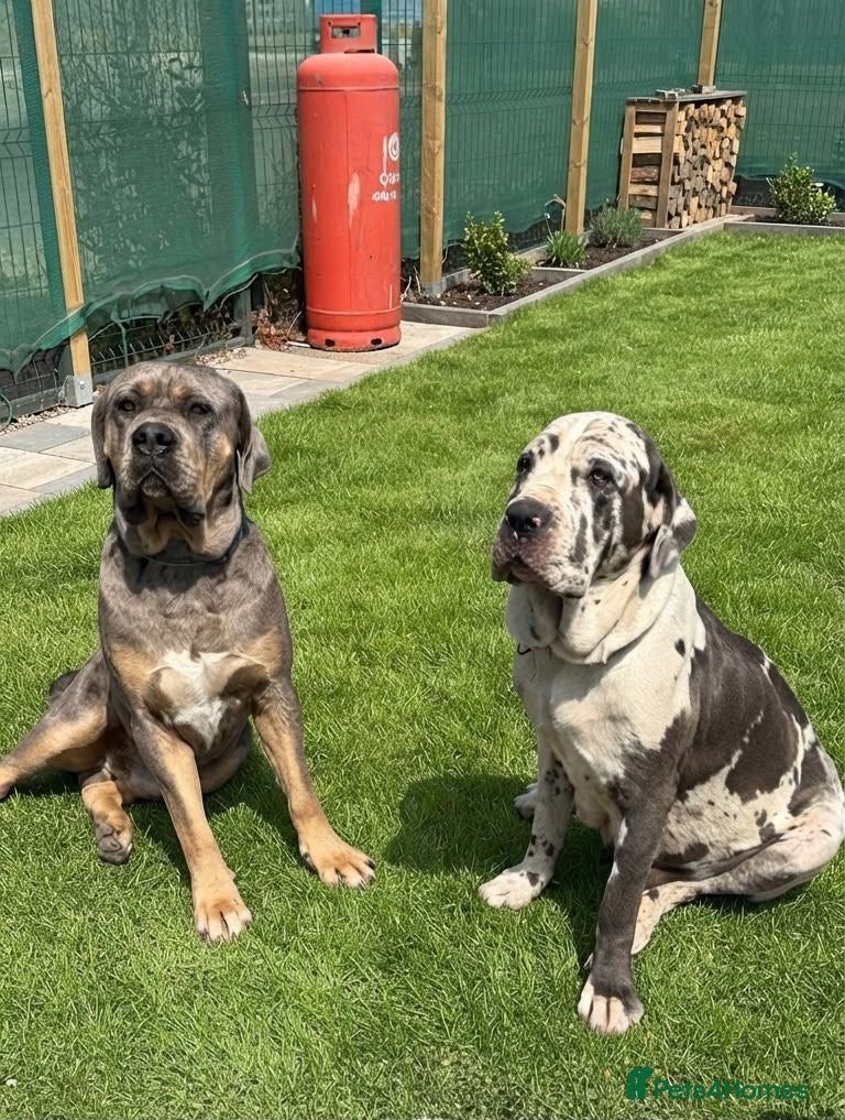 Mixed Breed dogs Stunning Cane Corso Puppoies for Sale - Advert 1