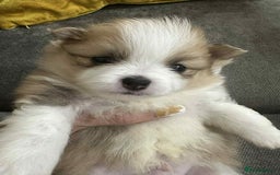 Pomeranian dogs for sale: Beautiful Pomeranian puppies amazing rare colours - Image 3