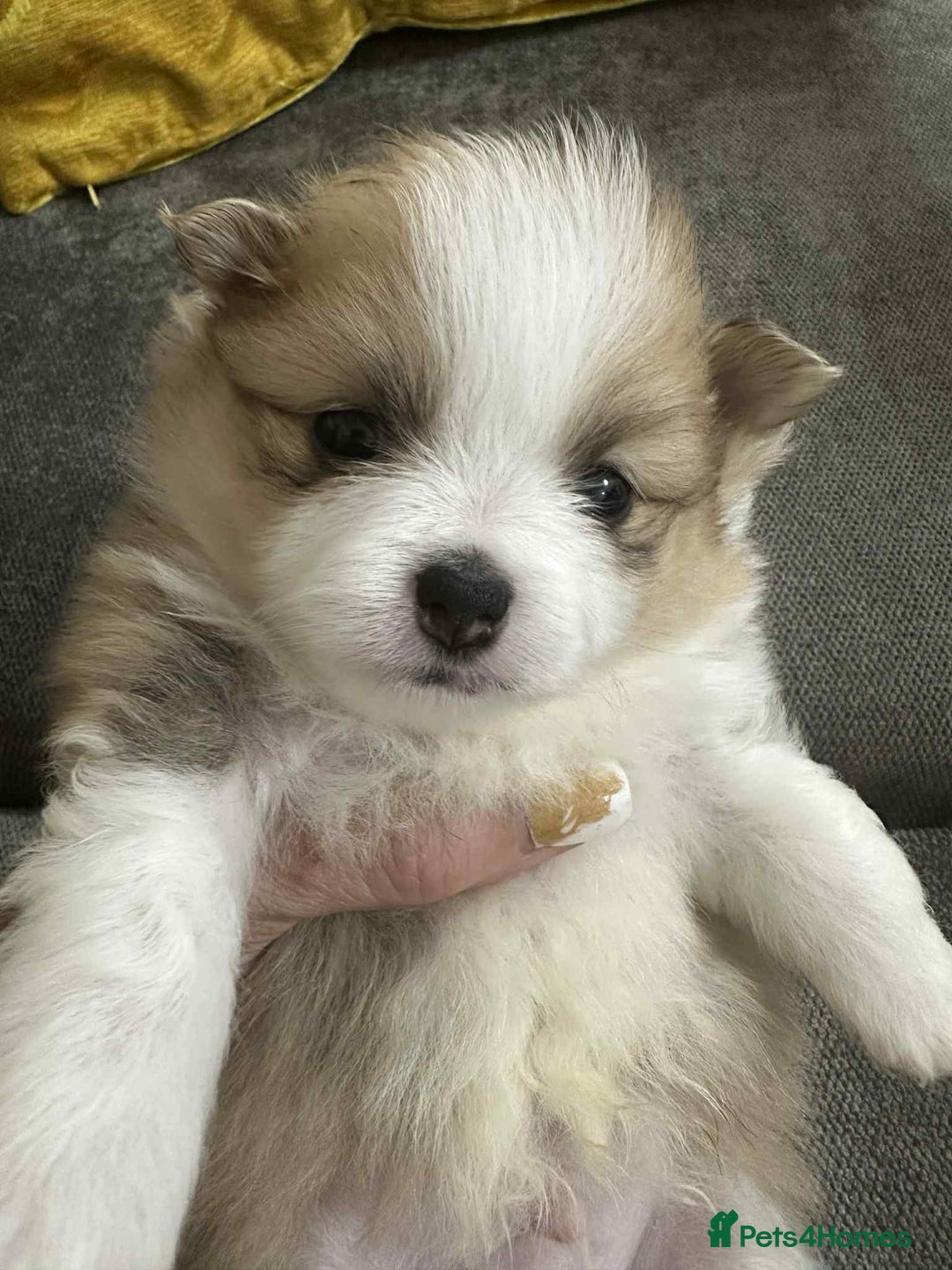 Pomeranian dogs for sale: Beautiful Pomeranian puppies amazing rare colours - Image 3