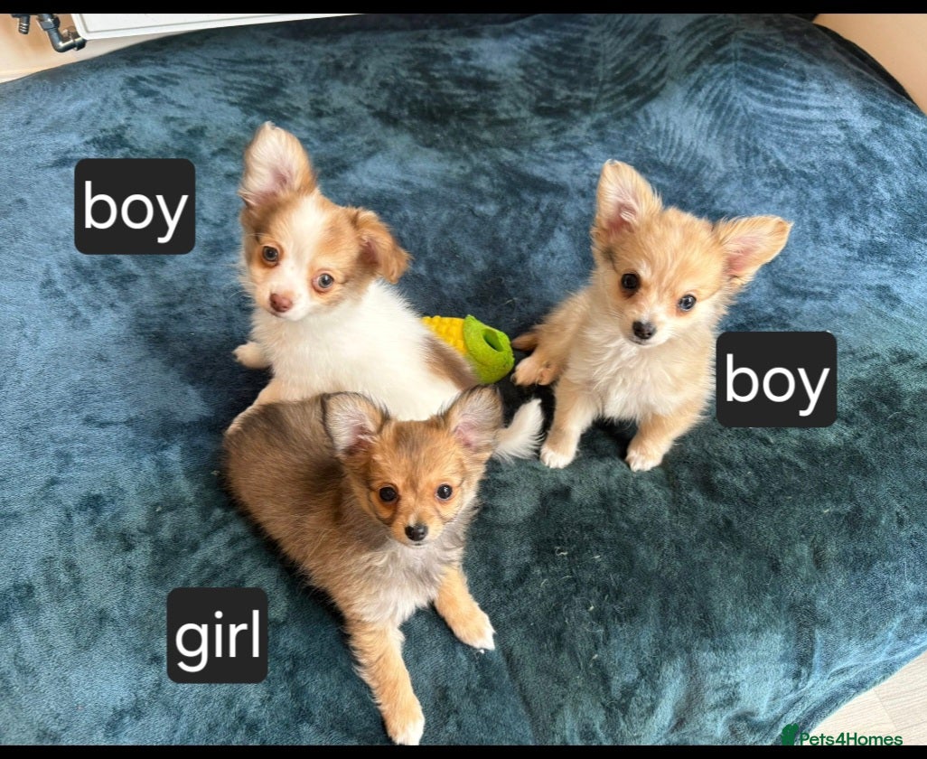 Chihuahua dogs Long haired chihuahua  - Advert 5