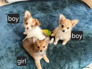 Chihuahua dogs Long haired chihuahua - Advert 5