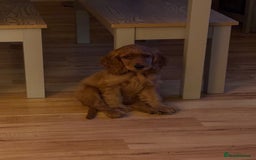 Cocker Spaniel dogs for sale: Show cocker spaniel puppy  - Image 7