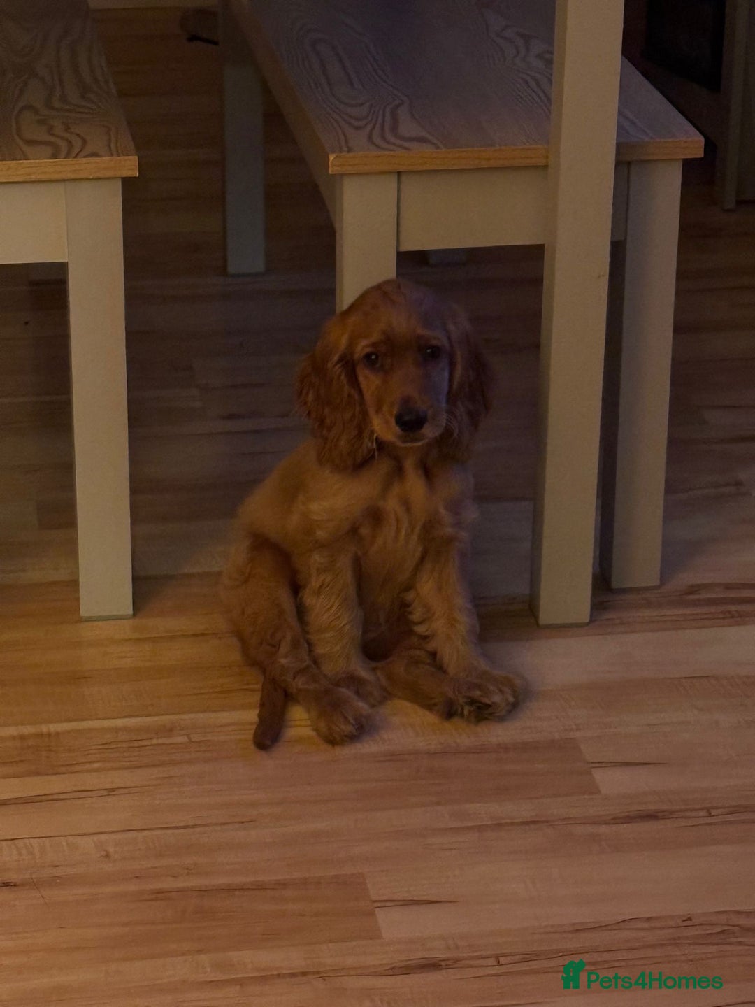 Cocker Spaniel dogs for sale: Show cocker spaniel puppy  - Image 7