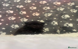 Pomeranian dogs for sale: Stunning litter merl Pomeranian - Image 12