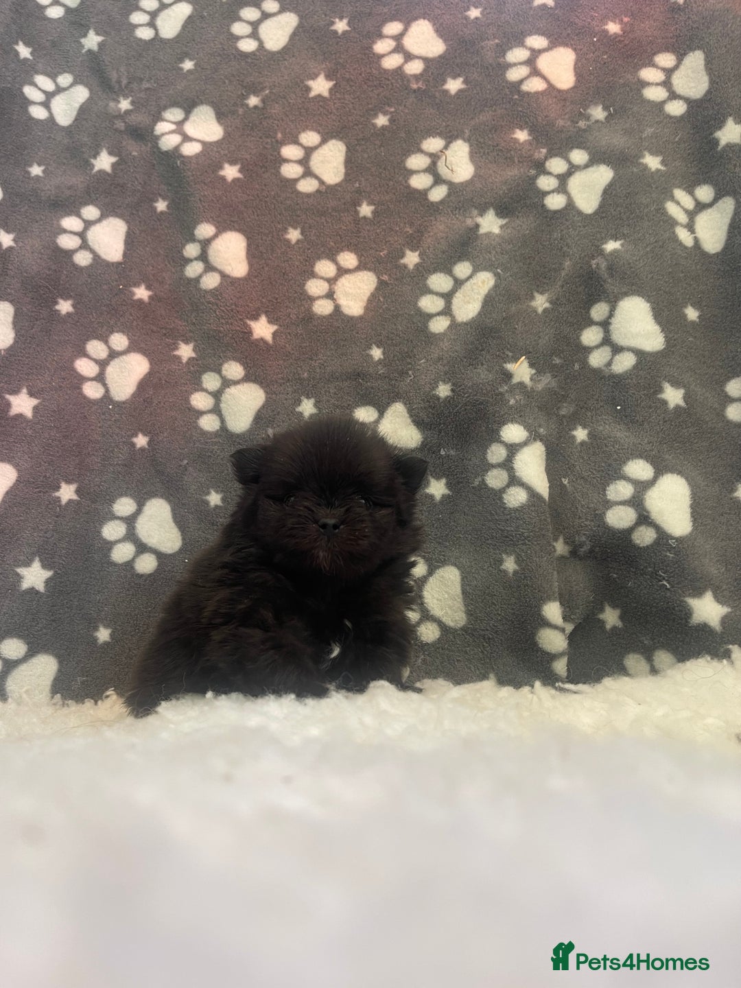 Pomeranian dogs for sale: Stunning litter merl Pomeranian - Image 12
