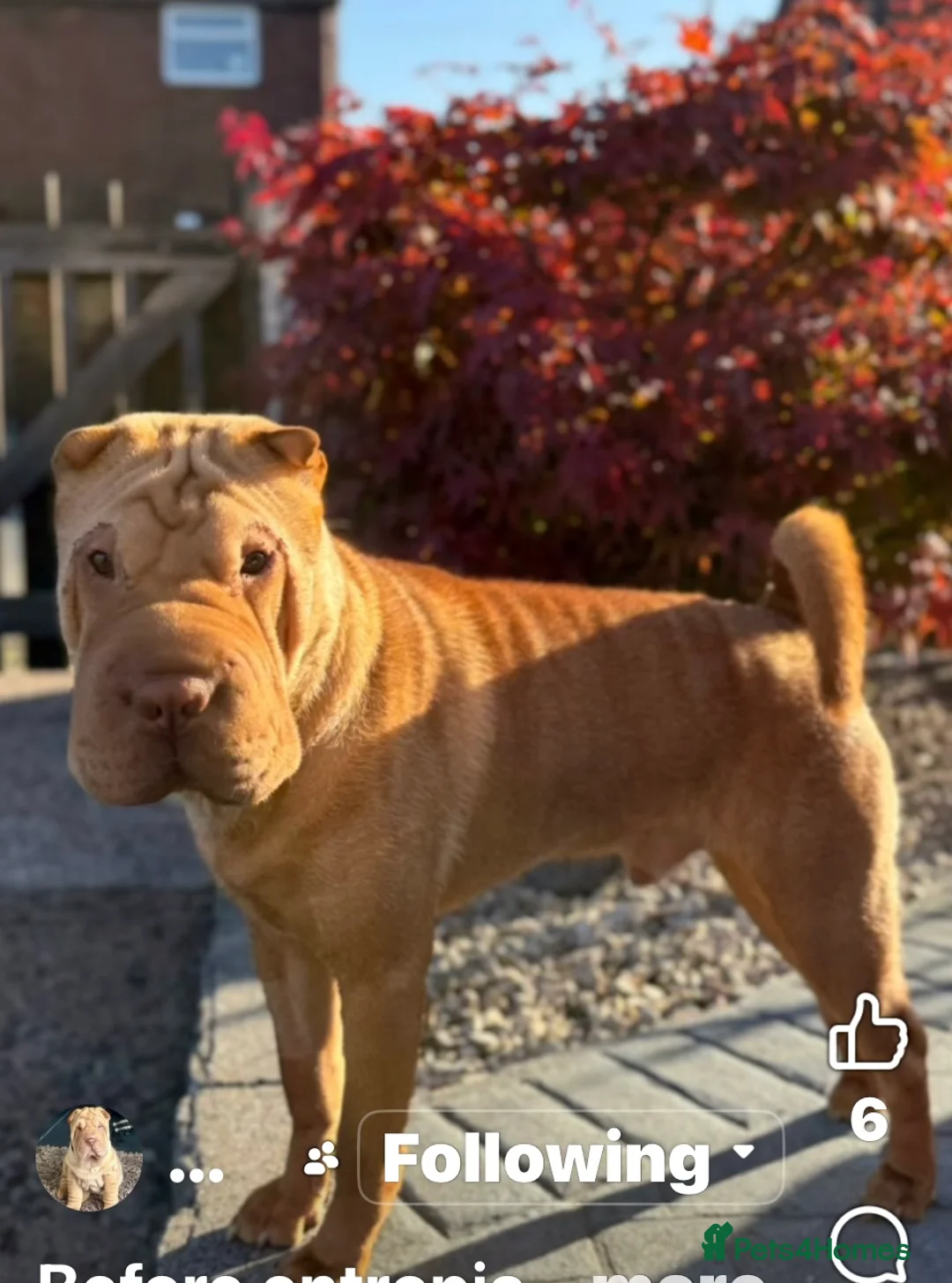 Shar Pei dogs for sale: Teddy needs a new home.  in Pontefract - Advert 13