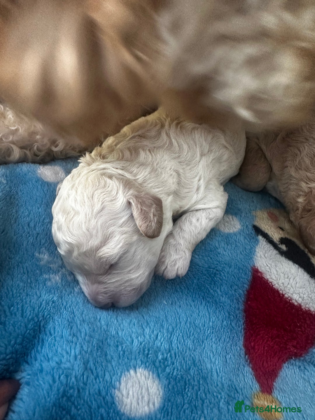 Labradoodle dogs for sale: Miniature labradoodle puppy girl  - Image 7