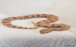 Snake reptiles for sale:  2025 Western Hognose babies  - Advert 2