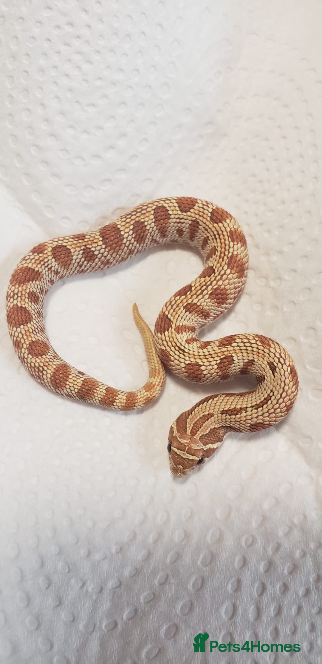 Snake reptiles for sale:  2025 Western Hognose babies  - Advert 2