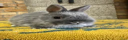 Netherland Dwarf rabbits for sale: Male Netherland Dwarf Rabbits For Sale - Advert 5