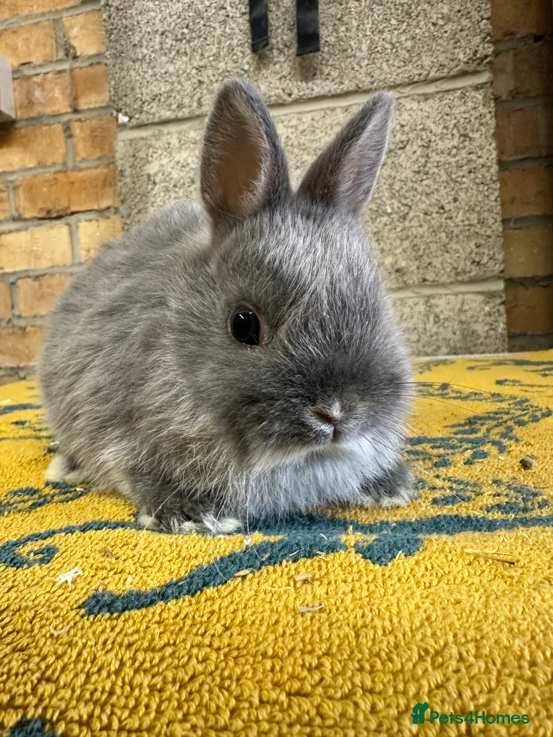 Netherland Dwarf rabbits for sale: Male Netherland Dwarf Rabbits For Sale - Advert 5