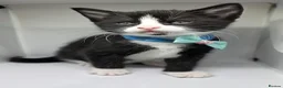 Mixed Breed cats for sale: 🐾 Beautiful Kittens Looking for Loving home 🐾 in Manchester - Advert 2