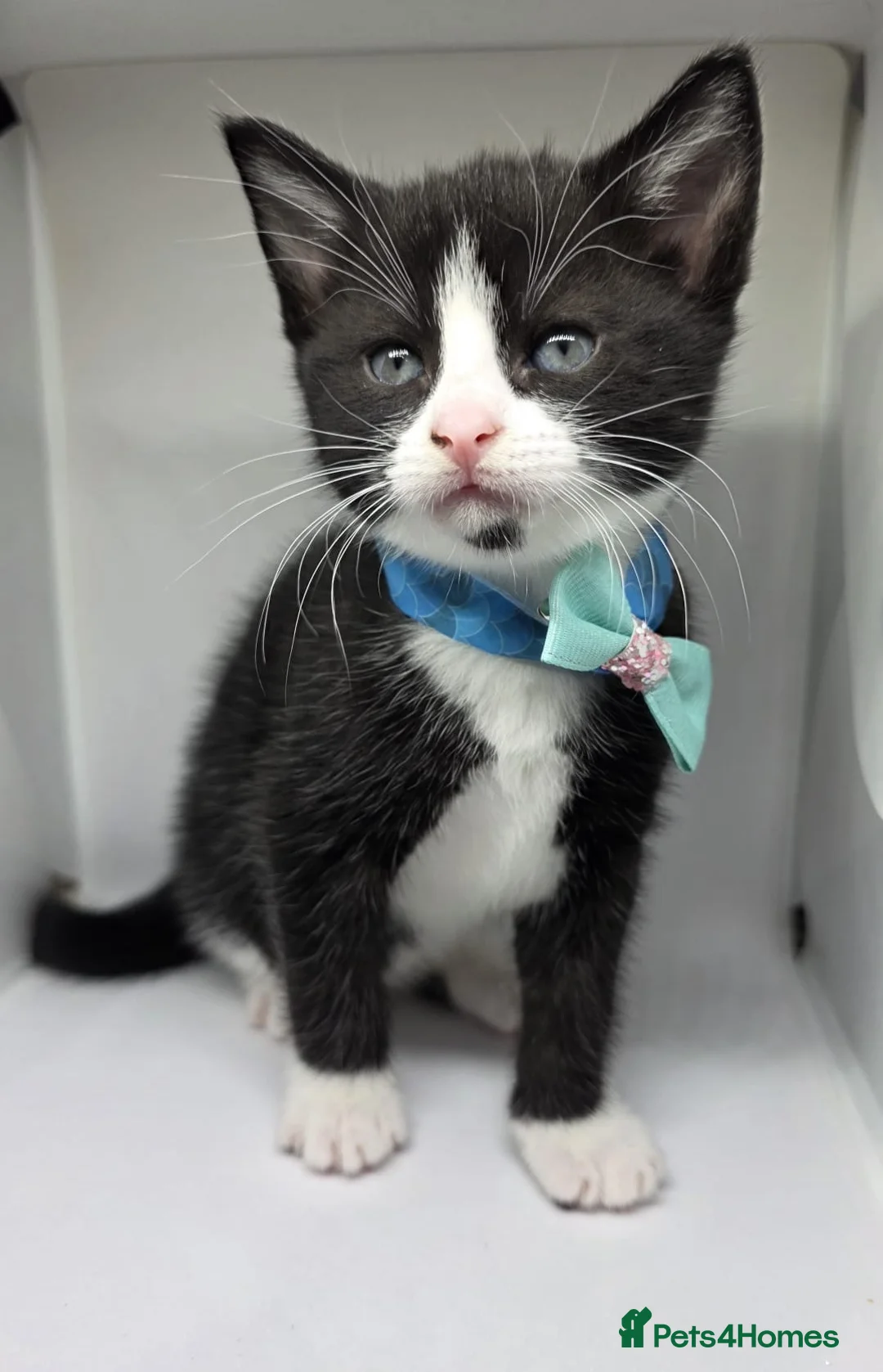 Mixed Breed cats for sale: 🐾 Beautiful Kittens Looking for Loving home 🐾 in Manchester - Advert 2