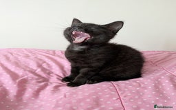 Bengal cats for sale: Melanistic Black Bengal Female Kitten - Image 10