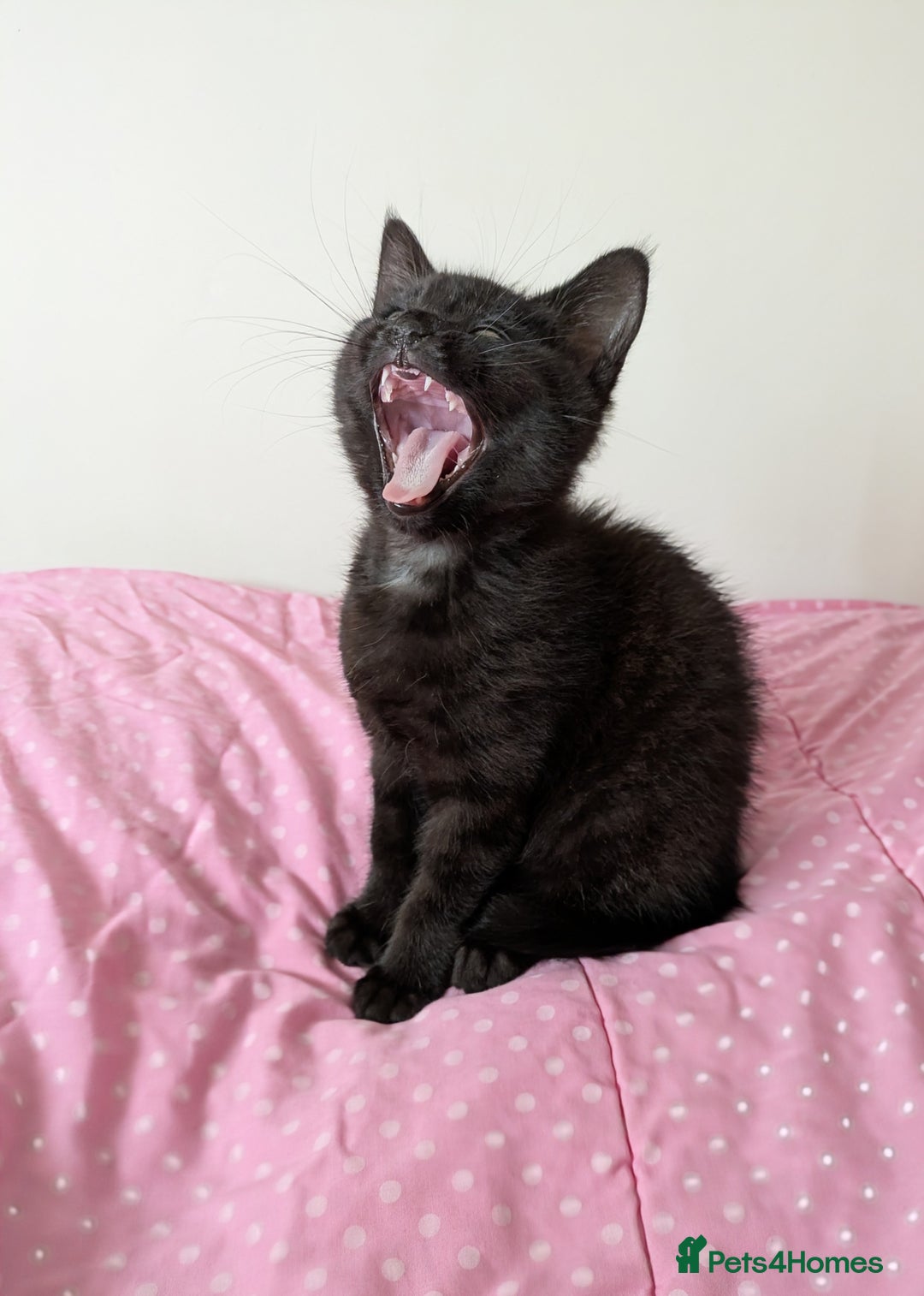 Bengal cats for sale: Melanistic Black Bengal Female Kitten - Image 10