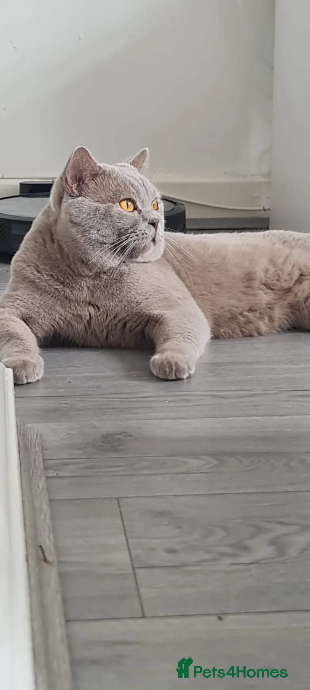 British Longhair cats for sale: Female  in Wigan - Advert 3