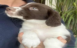Border Collie dogs for sale: Beautiful Border Collie x Springer Spaniel Puppies - Image 8