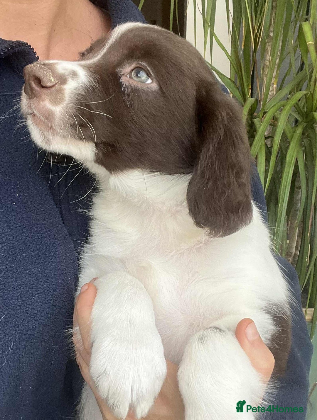 Border Collie dogs for sale: Beautiful Border Collie x Springer Spaniel Puppies - Image 8