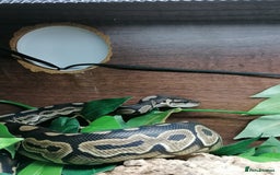 Python Snake reptiles for sale: Gorgeous Cinnamon royal python - Image 6