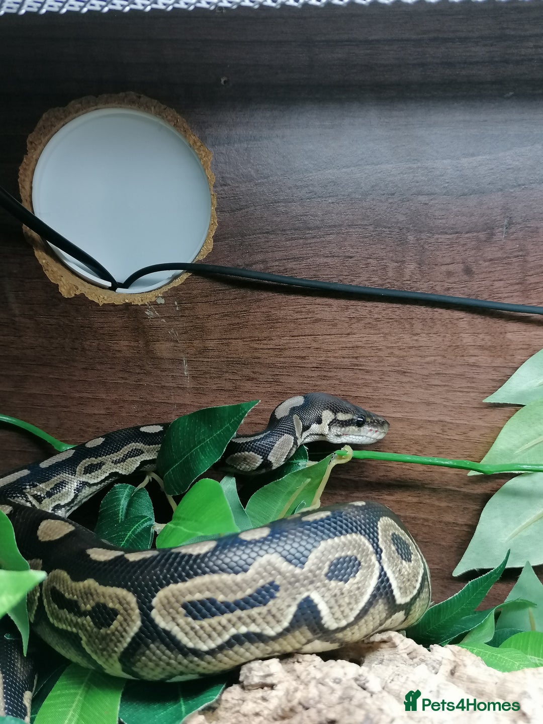 Python Snake reptiles for sale: Gorgeous Cinnamon royal python - Image 6