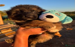 German Shepherd dogs for sale: Stunning Gsd puppies for sale  - Image 3